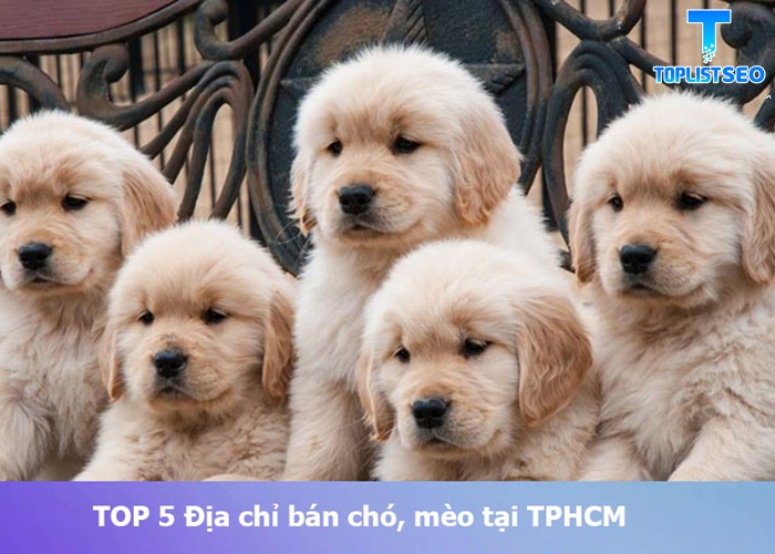 dia-chi-ban-cho-meo uy tin tai-tphcm (1)