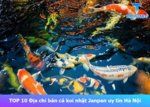 dia-chi-ban-ca-koi-nhat-janpan-uy-tin-tai-ha-noi (1)