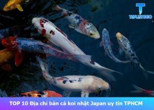 dia-chi-ban-ca-koi-nhat-japan-uy-tin-tai-tphcm (1)