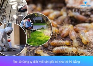 cong-ty-diet-moi-tan-goc-uy-tin=tai-da-nang (1)