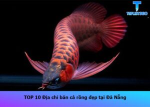 ban-ca-rong-dep-tai-da-nang (1)