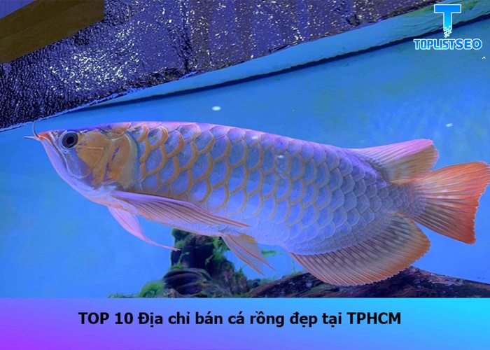 ban-ca-rong-dep-tai-tphcm (1)